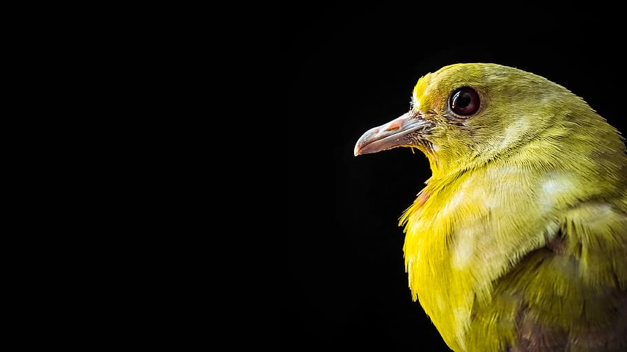 green bird selective focus photography, yellow bird, eye, beak HD wallpaper