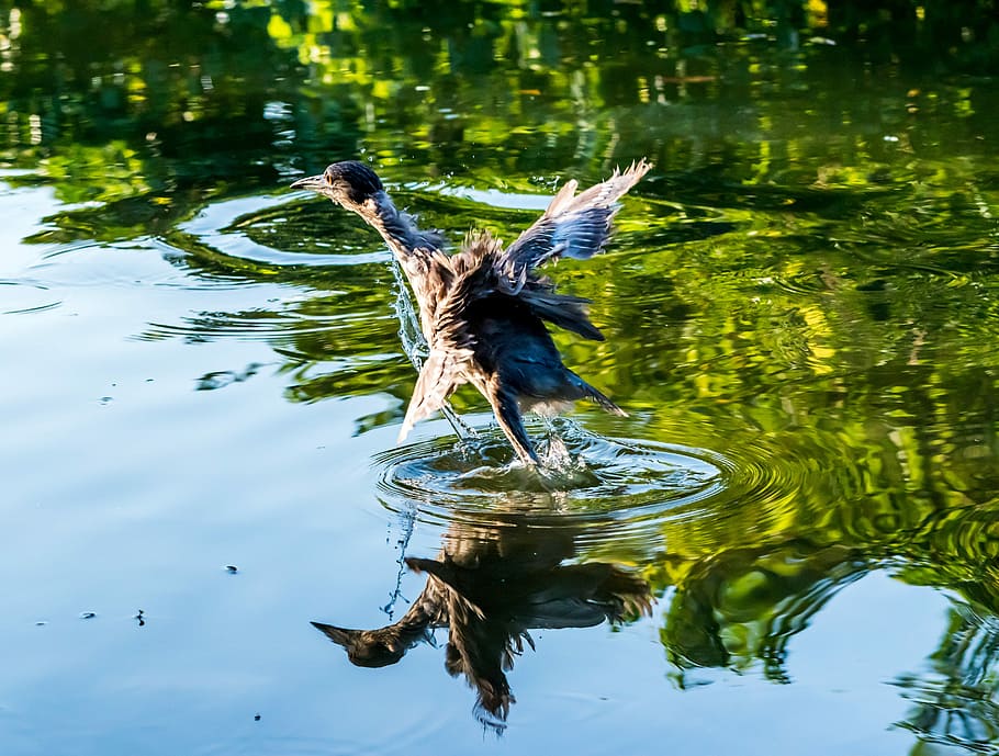 bird, water, pool, nature, lake, wildlife, feather, outdoors HD wallpaper
