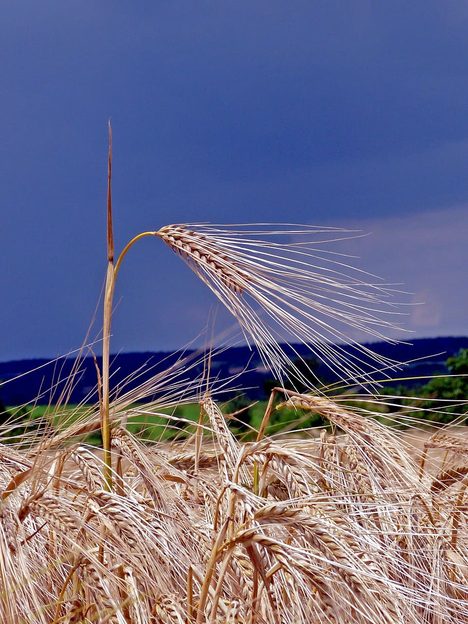 ear, field, cereals, cornfield, agriculture, nature, wheat HD wallpaper