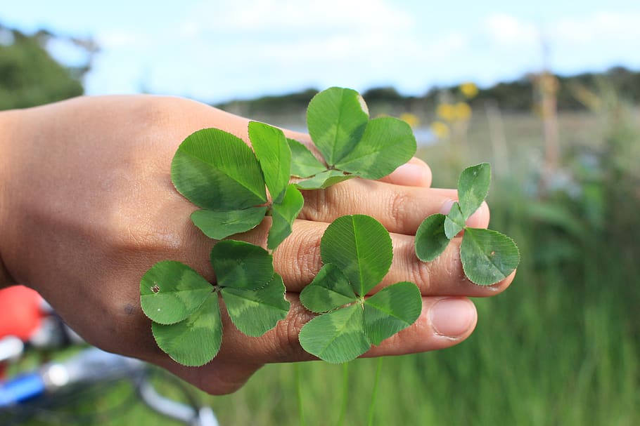 nature, plant, leaf, environment, chance, plant part, hand HD wallpaper
