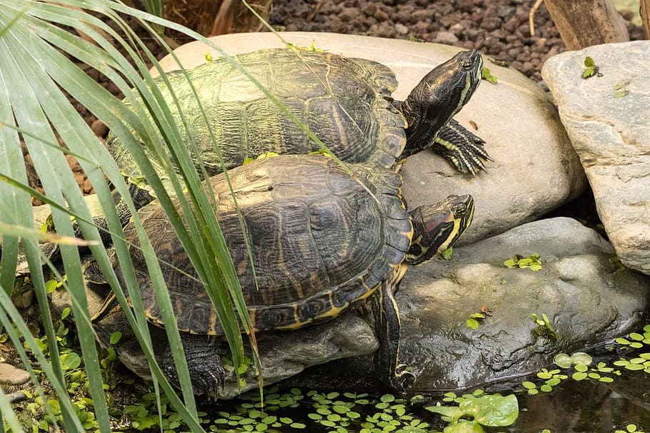 Water Turtle, Reptile, Panzer, tortoise shell, one animal, animal wildlife HD wallpaper