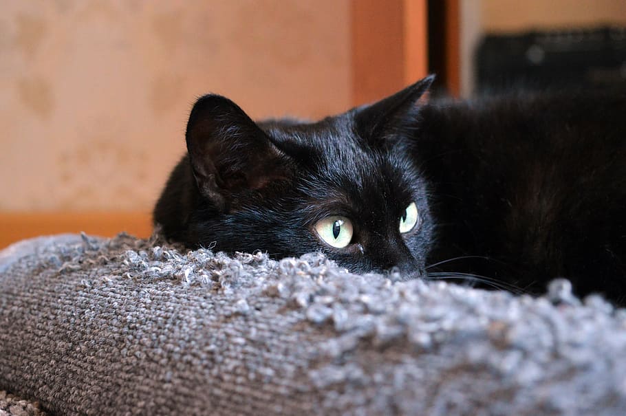black cat lying on gray mat, scratching posts, cat looking HD wallpaper