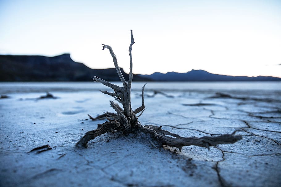shallow focus photography of drift wood, macro shot photo of brown roots HD wallpaper