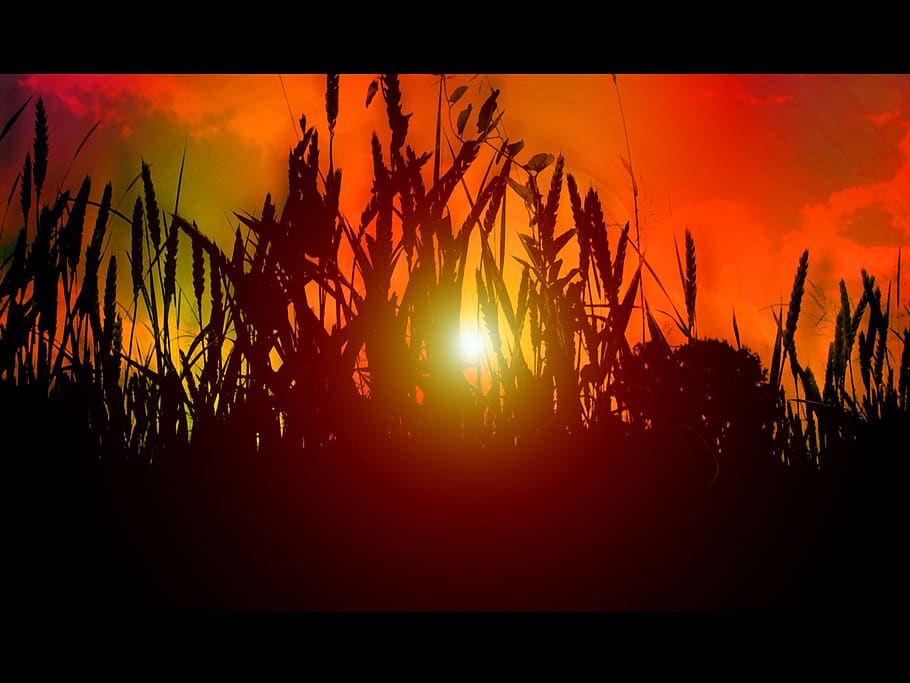 sunset, nature, sky, orange, rays, sunshine, grasses, halme HD wallpaper