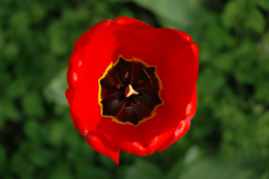 tulip, blossom, bloom, red, garden, plant, close, nature, spring flowers HD wallpaper