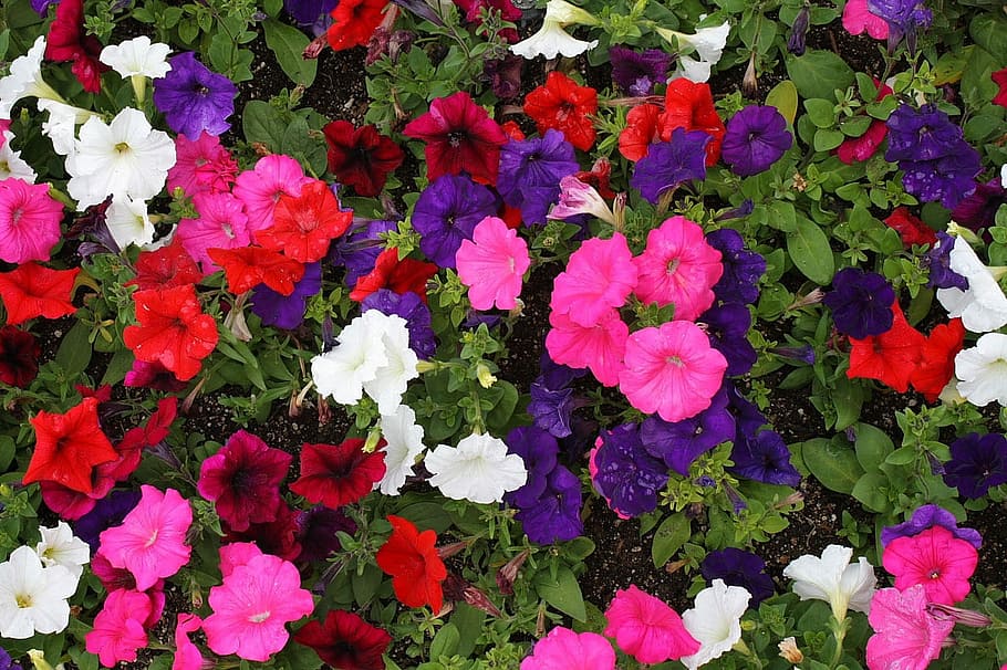 Petunia, Flower, Colours, multiple, blooming, blossom, colorful HD wallpaper