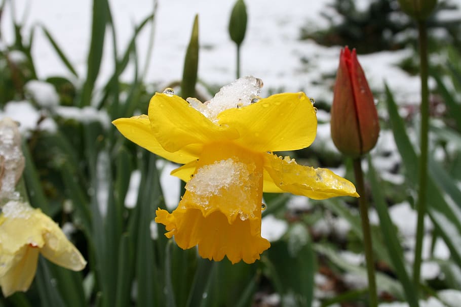 Daffodils, Snow, Winter, flower, yellow, nature, petal, plant HD wallpaper