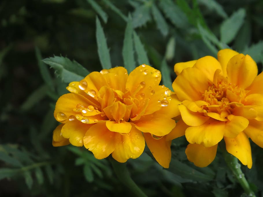 flower, orange, drop, flowering plant, freshness, petal, fragility HD wallpaper