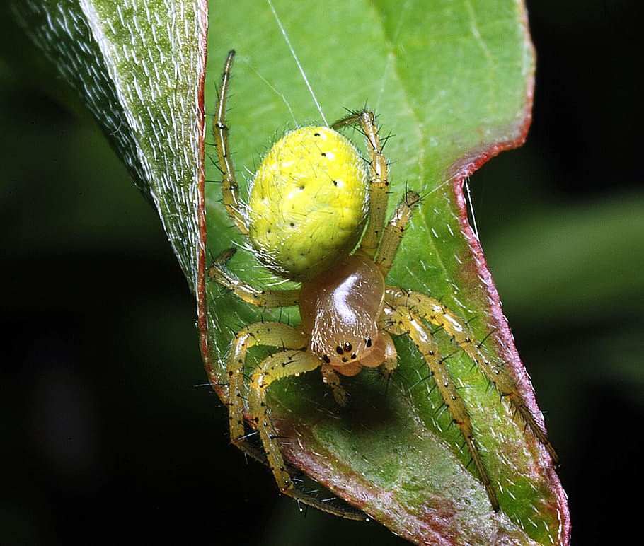 Spider, Meadow, Macro, Insect, spider meadow, leaf, garden HD wallpaper