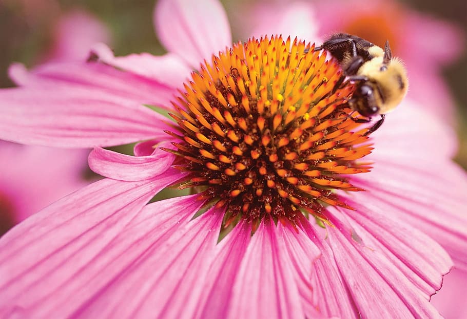 nature, flower, insect, flora, summer, flowering plant, fragility HD wallpaper