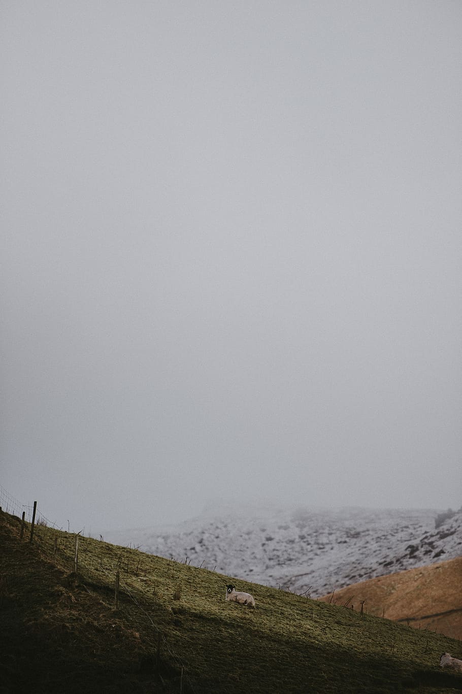 Winter mood, white and black sheep, mountain, snow, mist, fog HD wallpaper