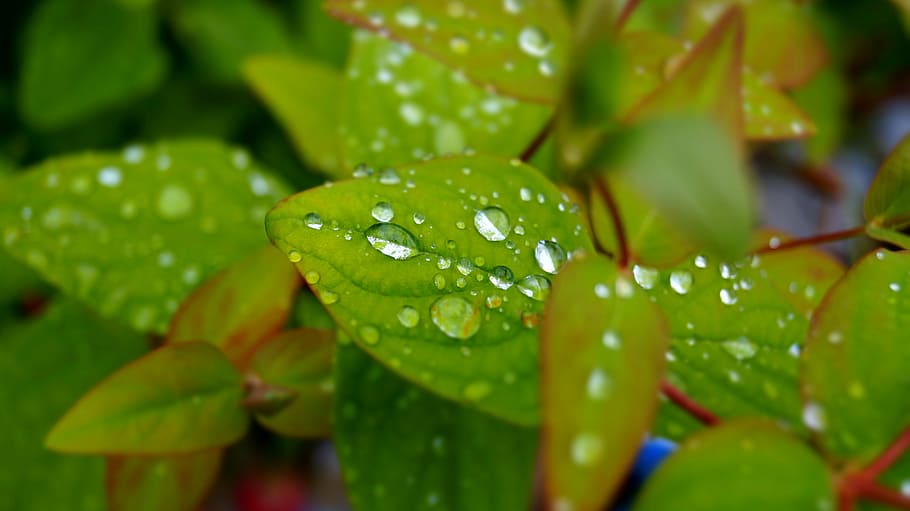 nature, leaf, raindrop, dew, water, wet, plant part, green color HD wallpaper
