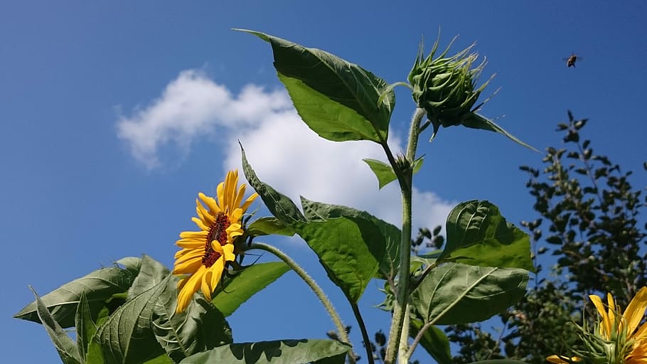 Sun Flower, Clouds, Yellow, sky, blue, flora, blossom, bloom HD wallpaper