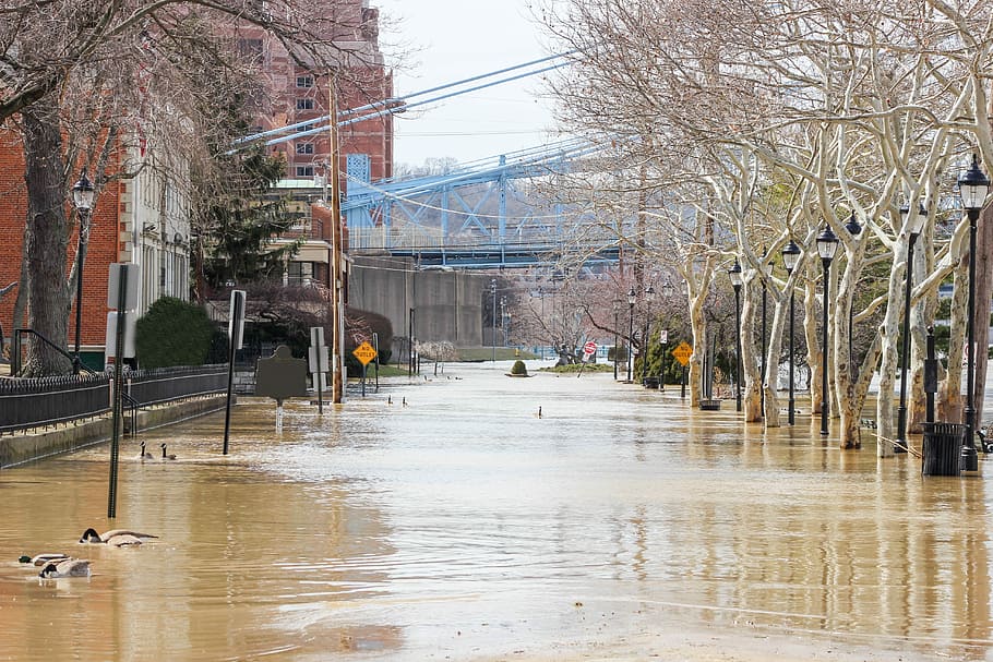 street, water, reflection, city, flood, plant, nature, bare tree HD wallpaper