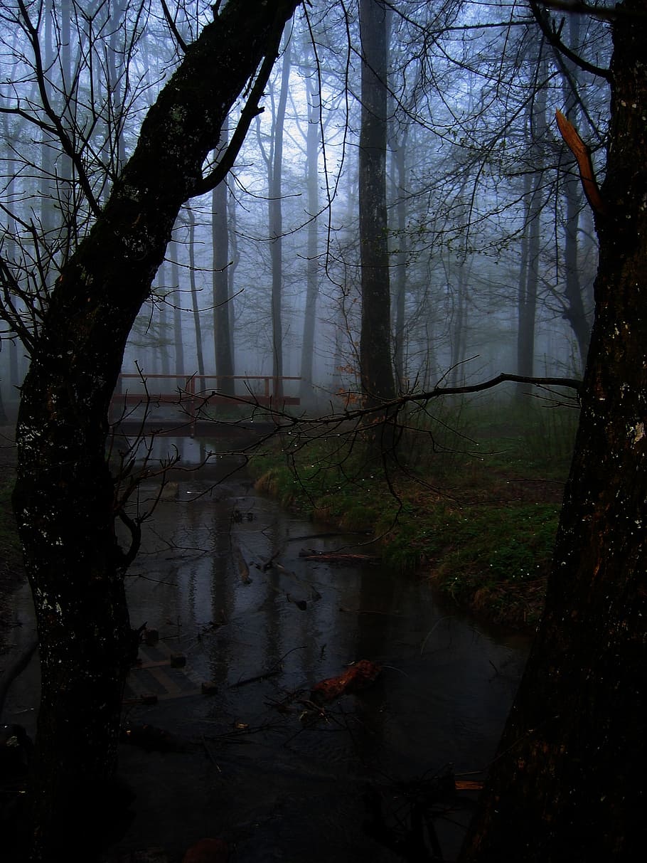 wooden bridge surrounded by withered trees, forest, fog, glade HD wallpaper