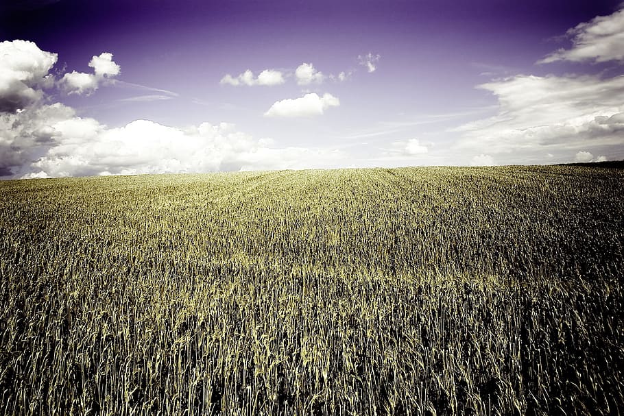 Brown Grass Field Under White Cloudy Blue Sky, clouds, crops HD wallpaper