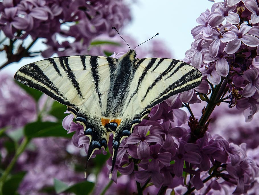butterfly, insect, dovetail, spring, animal, flower, flowering plant HD wallpaper