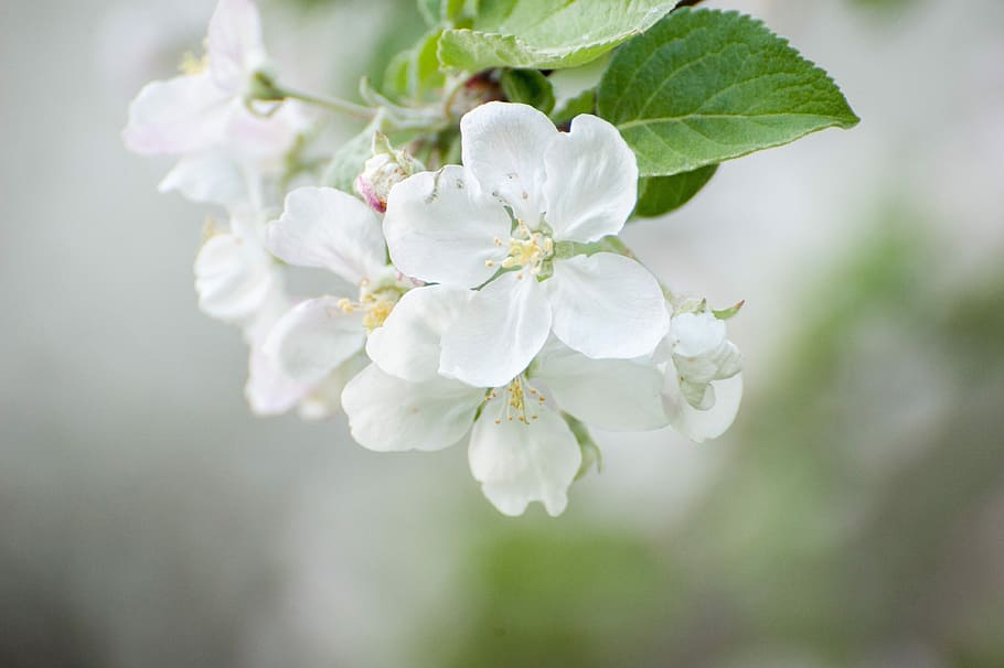 spring, white flowers, may, bloom, nature, plant, macro, spring flowers HD wallpaper