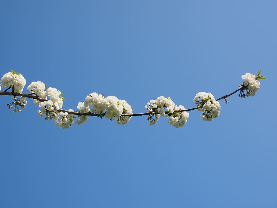 cherry blossom, white, spring, bloom, white blossom, tree, blossom branches HD wallpaper
