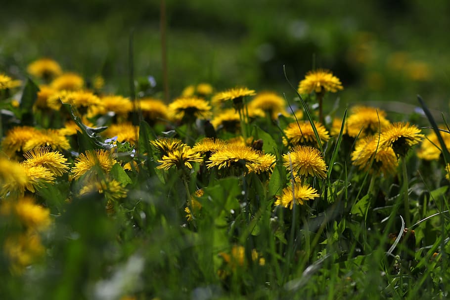 dandelion, yellow, flower, spring, garden, plants, flowering plant HD wallpaper