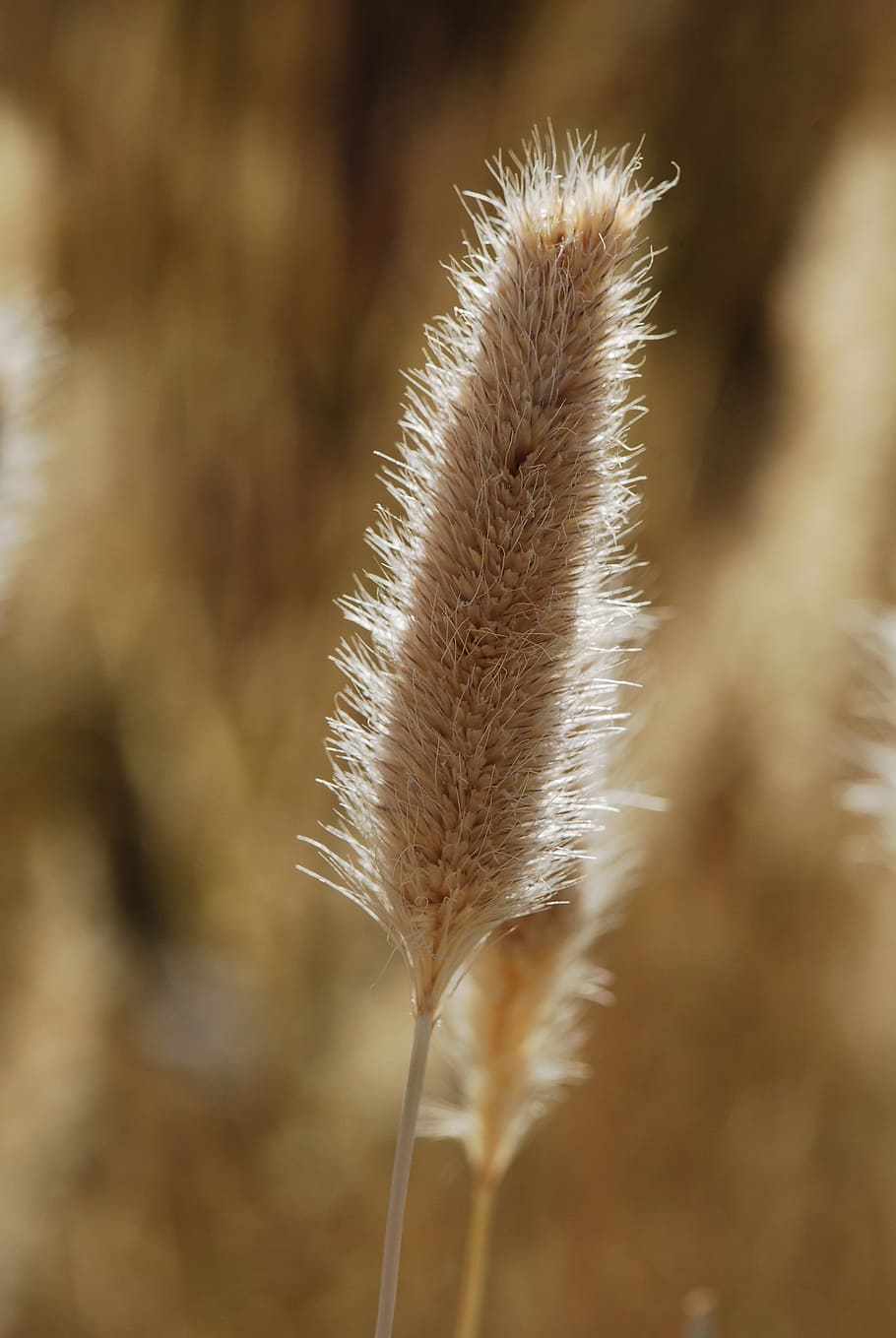 grass, grain, field, ear, vulnerability, close-up, fragility HD wallpaper
