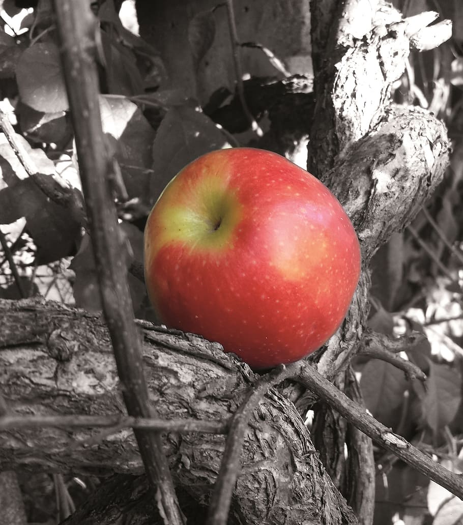 apple, tree, fruit, red, healthy, nature, apple - fruit, food HD wallpaper