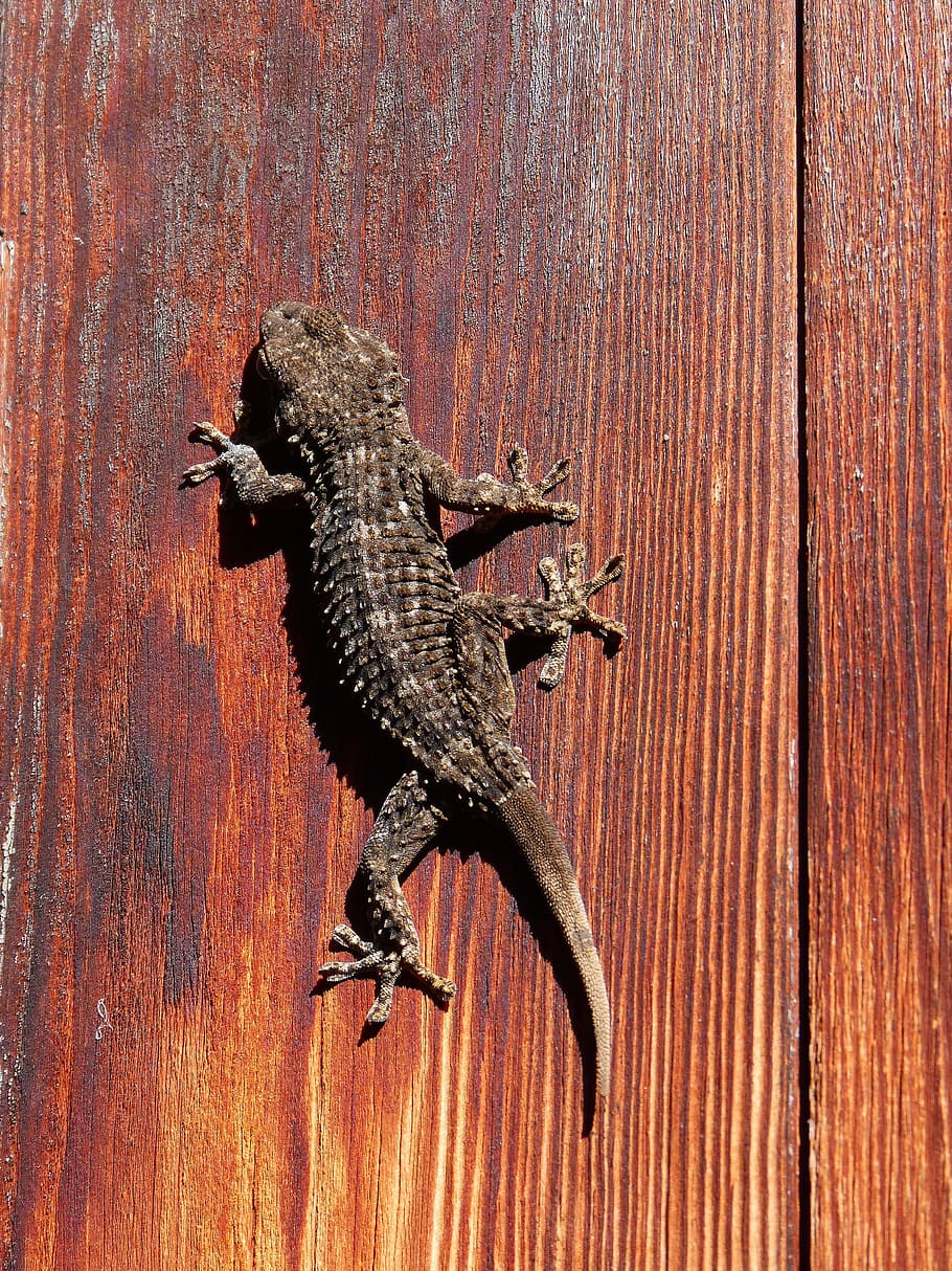 gecko, lizard, dragon, texture, reptilia, wood, one, one animal HD wallpaper