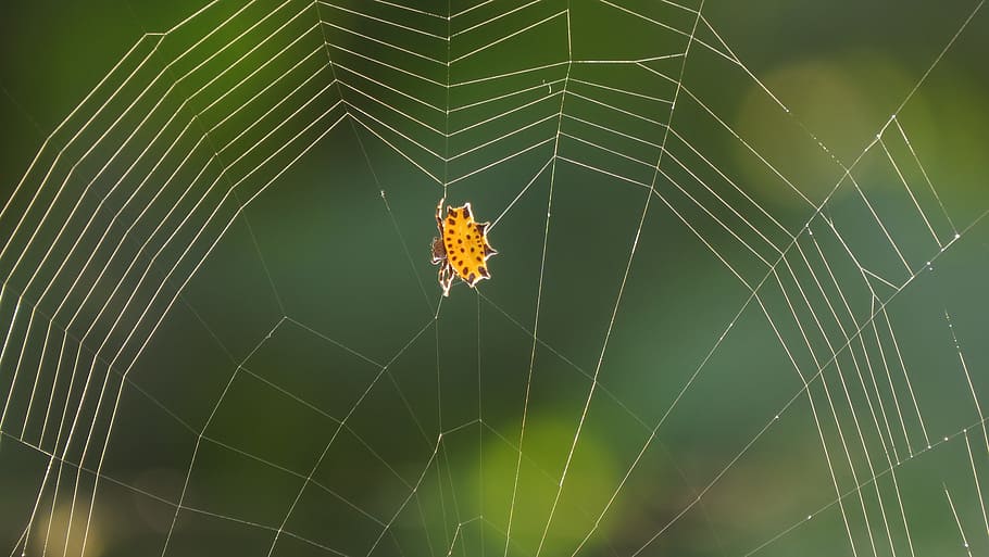 spider, web, arachnid, insect, colombia, spider web, animal themes HD wallpaper