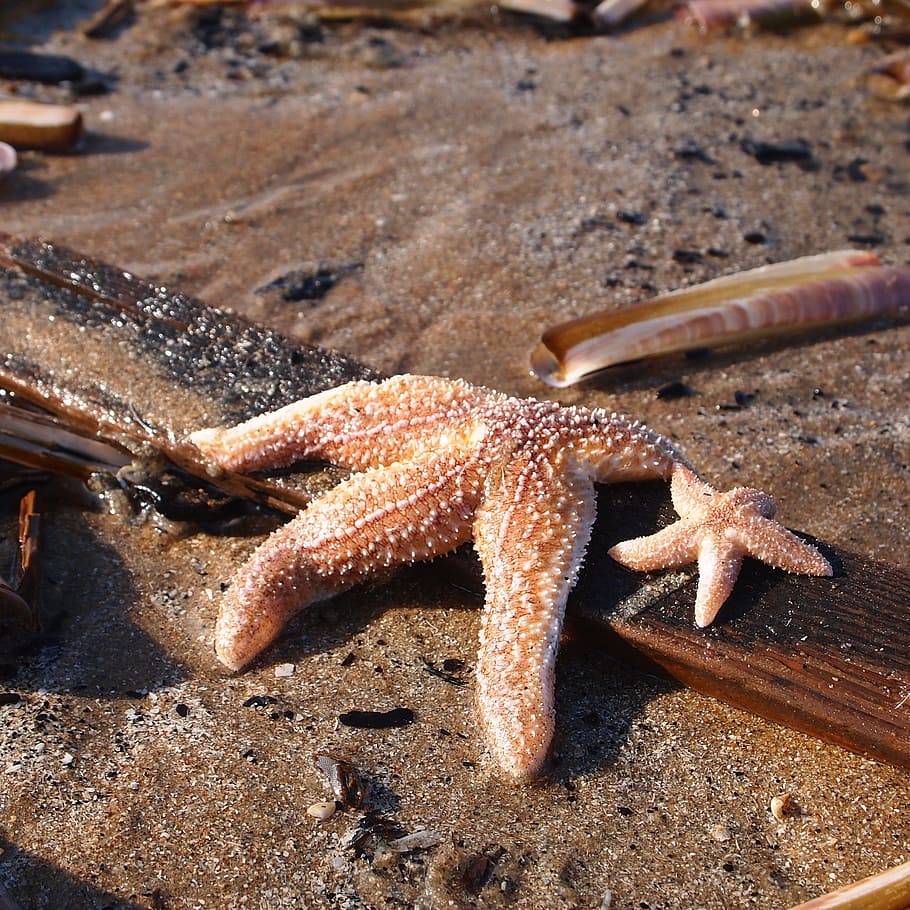 starfish, small, large, wood, beach, aanspelen, big and small HD wallpaper