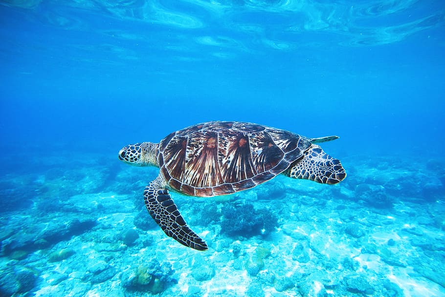 HD wallpaper: Turtle in ocean, nature, animals, sea, wild, underwater, blue  | Wallpaper Flare