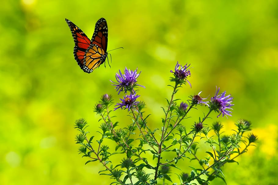 closeup photography of viceroy butterfly flying above purple petaled flower, HD wallpaper