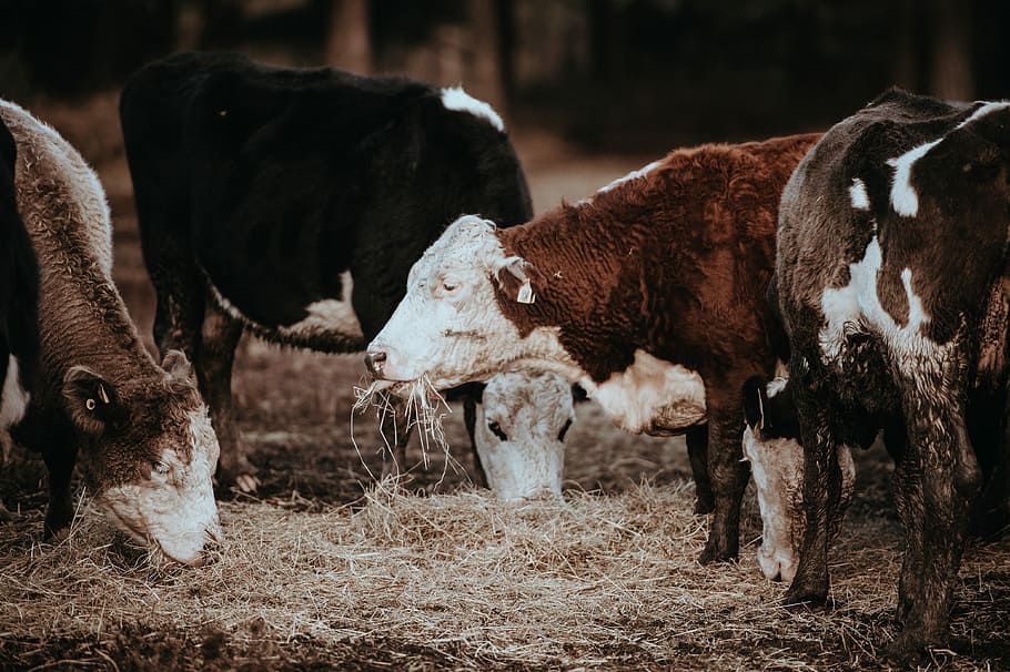 Cows grazing on a winters morning, selective focus photography of cows eating dry grasses HD wallpaper