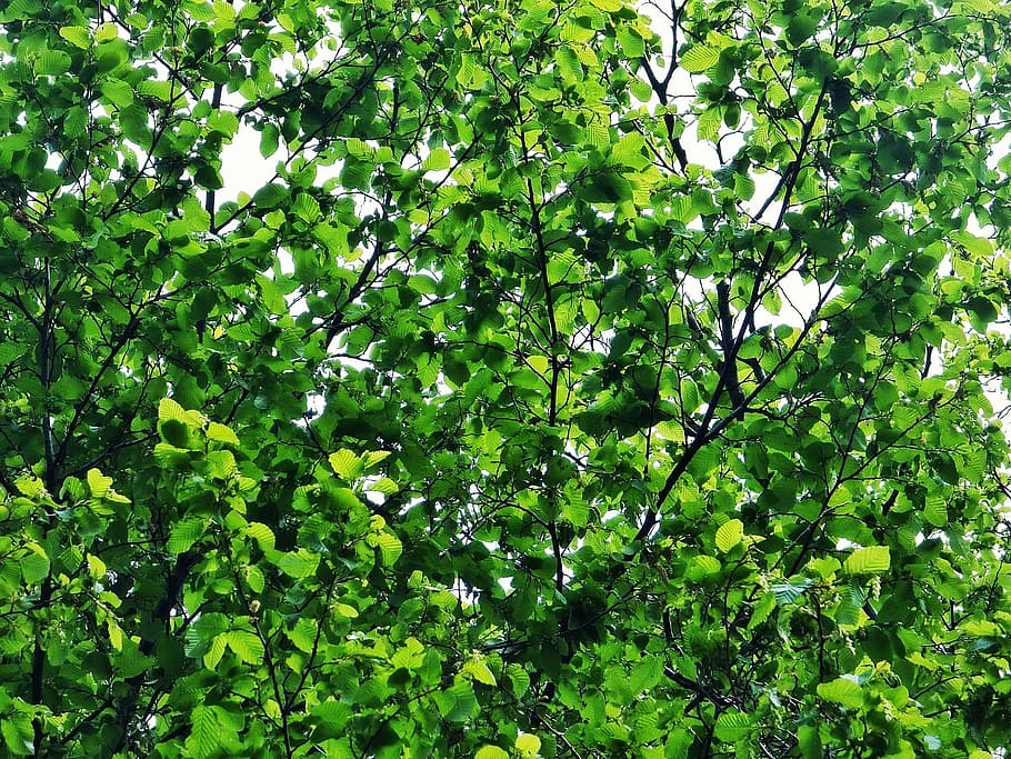 leaves, bush, tree, green, spring, plant, nature, forest, scrub HD wallpaper
