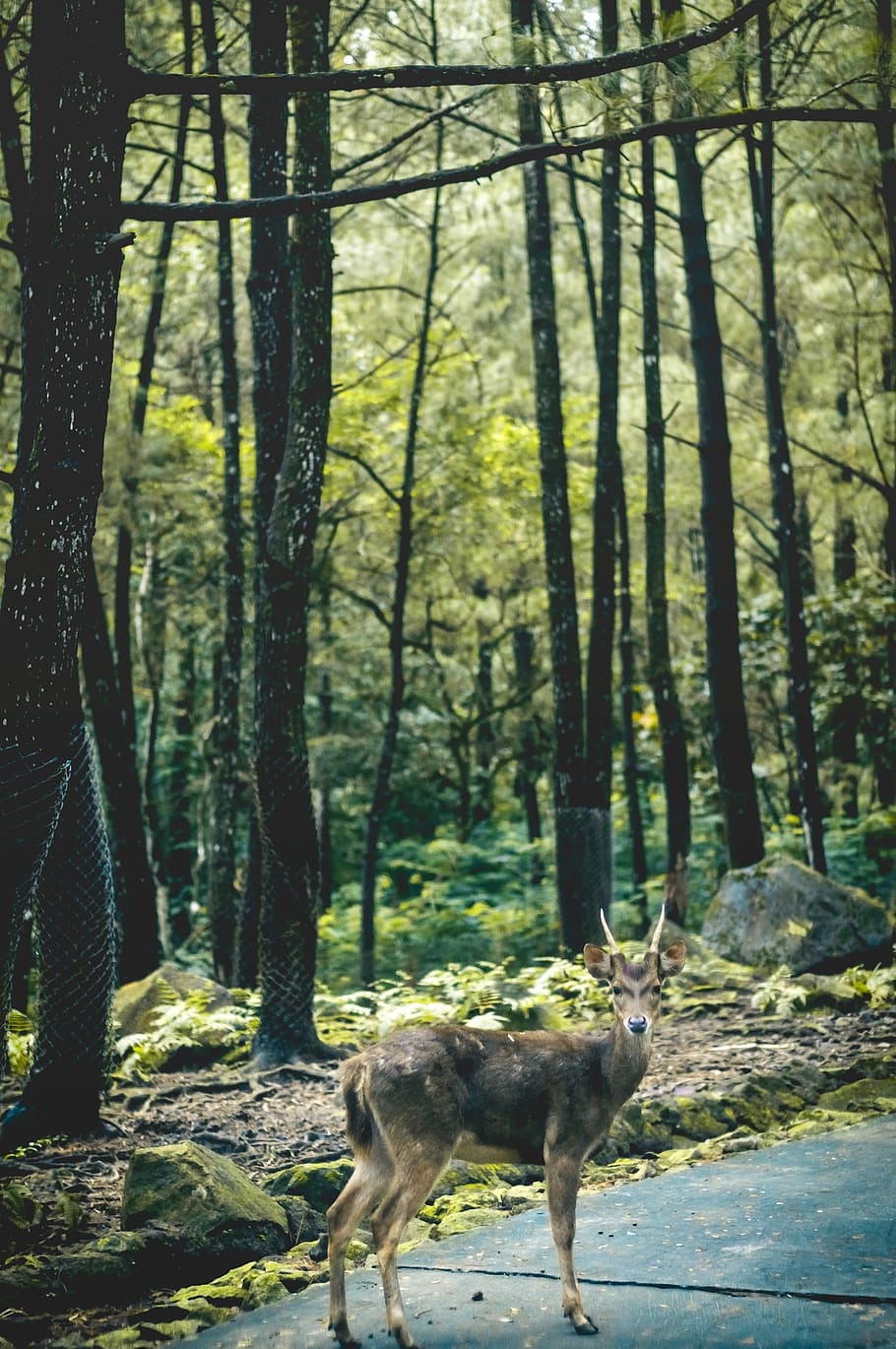 nature, wood, tree, leaf, park, land, forest, mammal, plant HD wallpaper