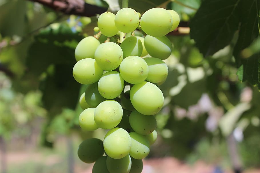 grapes, greens, fruit, food and drink, healthy eating, growth HD wallpaper