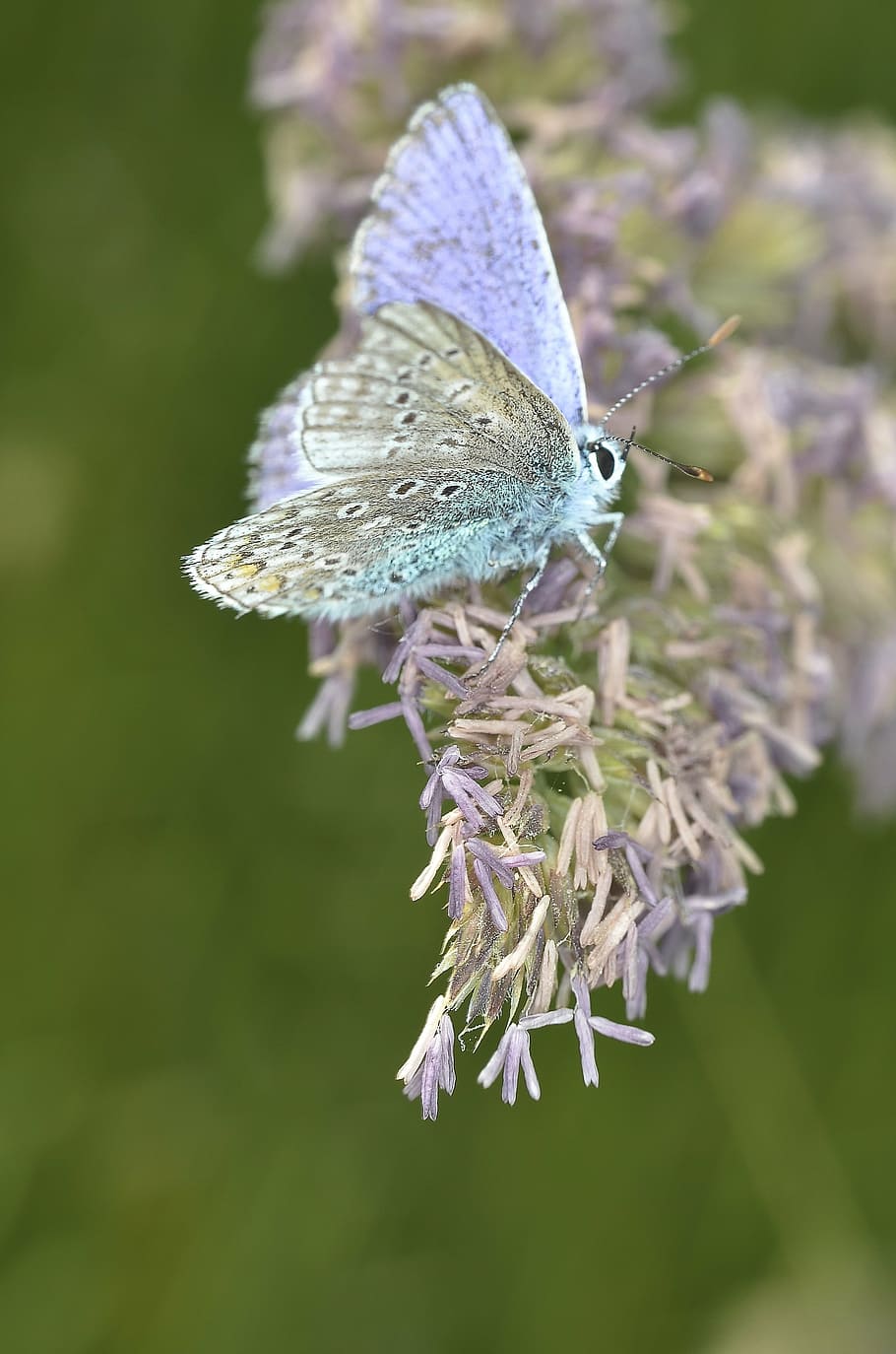 common blue butterfly perching on purple flower during daytime in close-up photography HD wallpaper