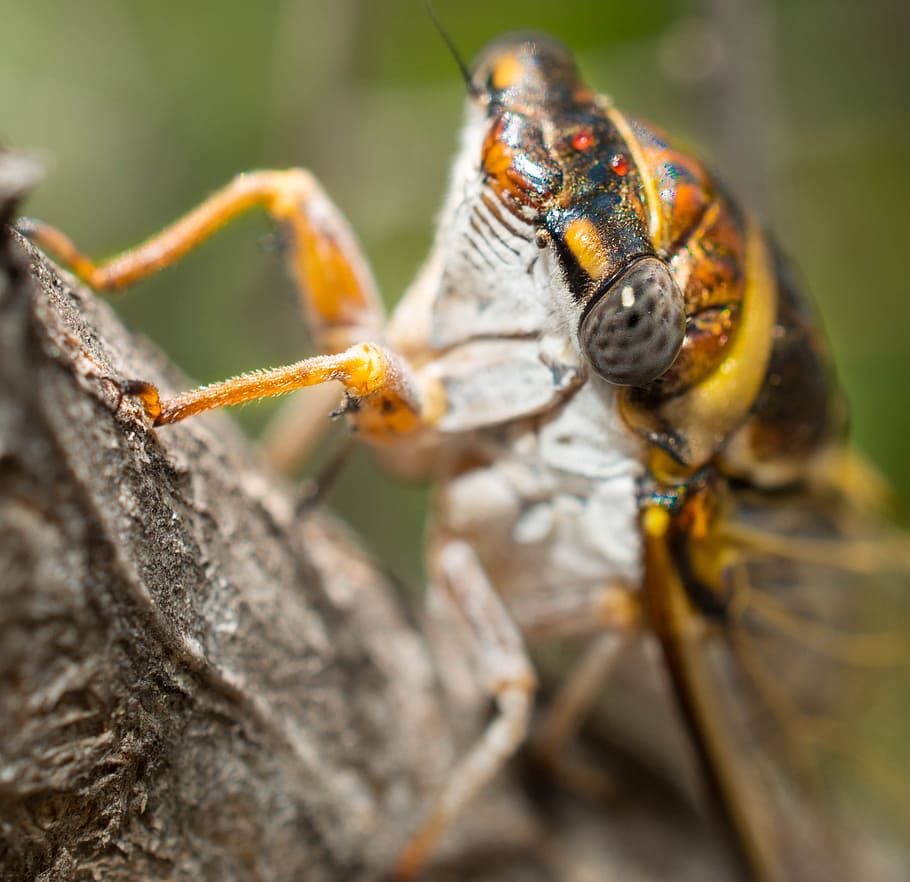 Cicada, Tree, Insect, Nature, Wildlife, bark, bug, natural HD wallpaper