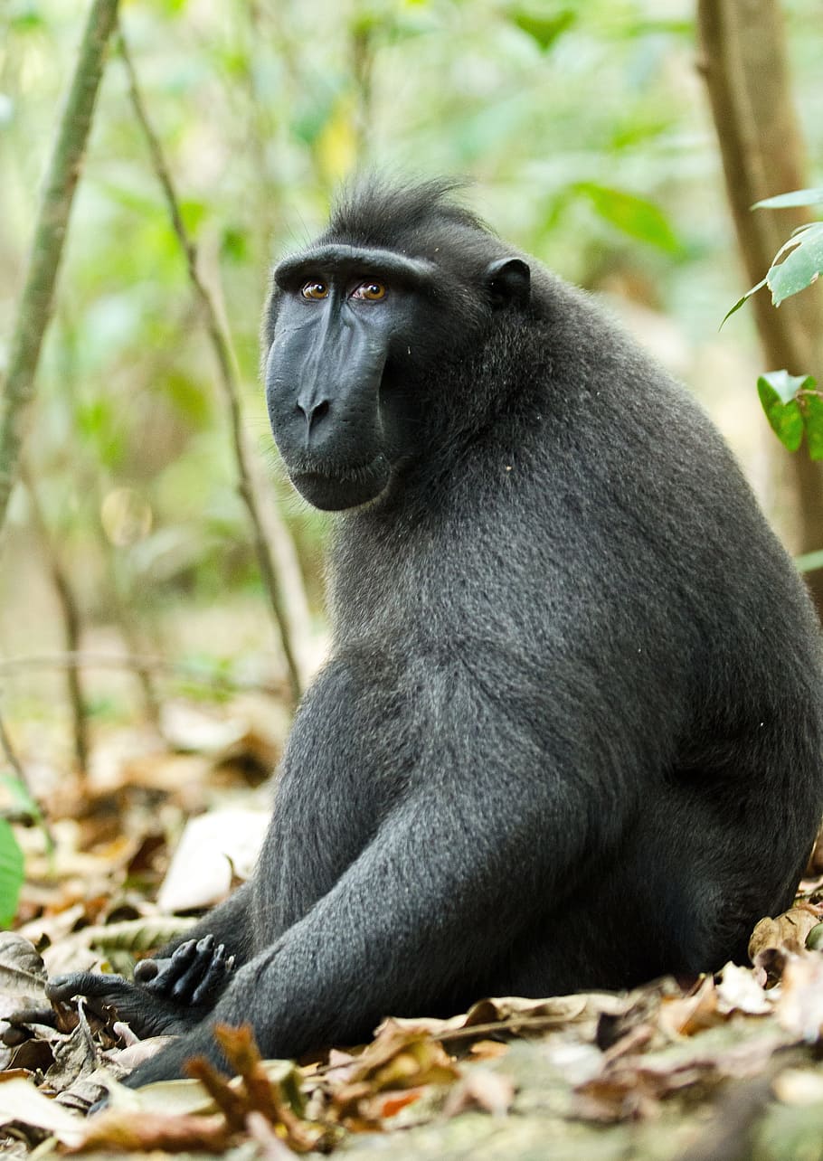 monkey, primate, ape, wildlife, mammal, animal, black-crested macaque HD wallpaper