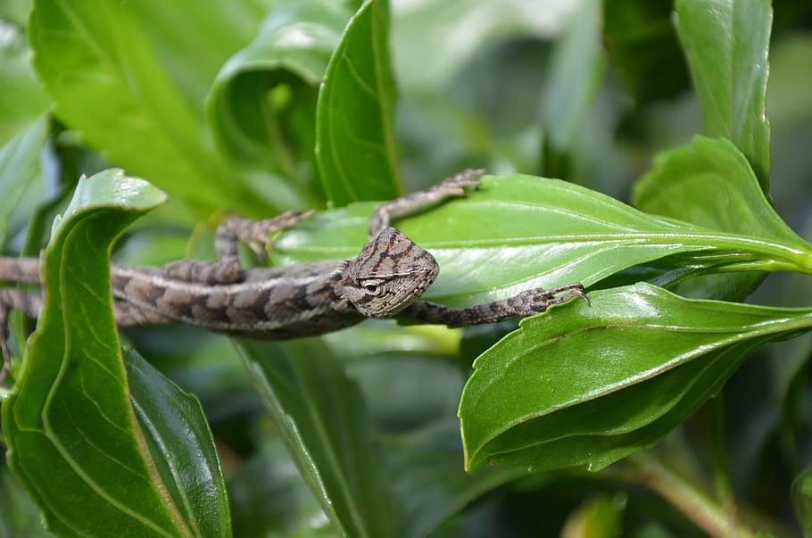 snake, nature, reptile, leaf, plant, close-up, plant part, animal wildlife HD wallpaper