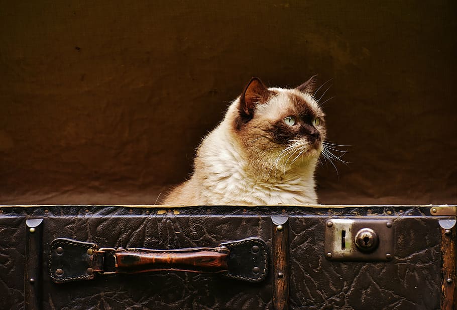Siamese cat in briefcase, luggage, antique, british shorthair, HD wallpaper