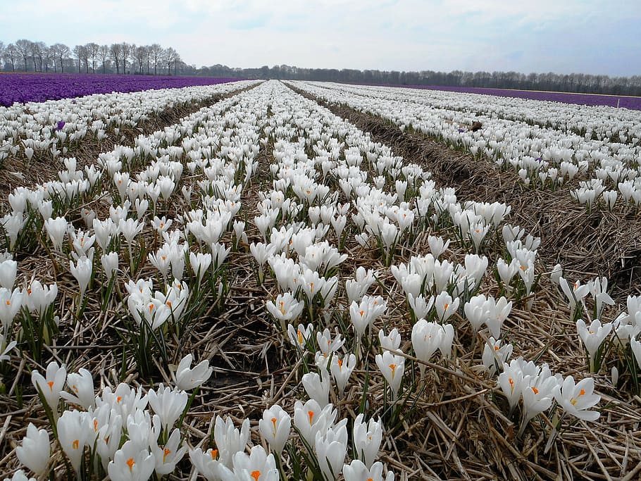 crocus, bulbs, spring, nature, flower, agriculture, field, plant HD wallpaper