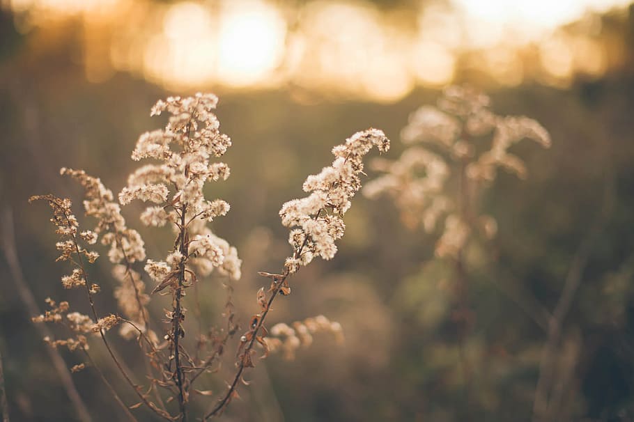 selective focus photography of white cluster flowers, pasture HD wallpaper