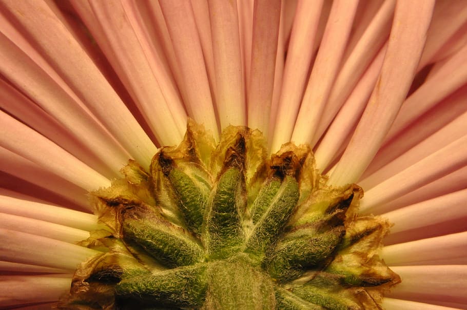floral, petals, flowing, spring, botanical, nature, underside HD wallpaper