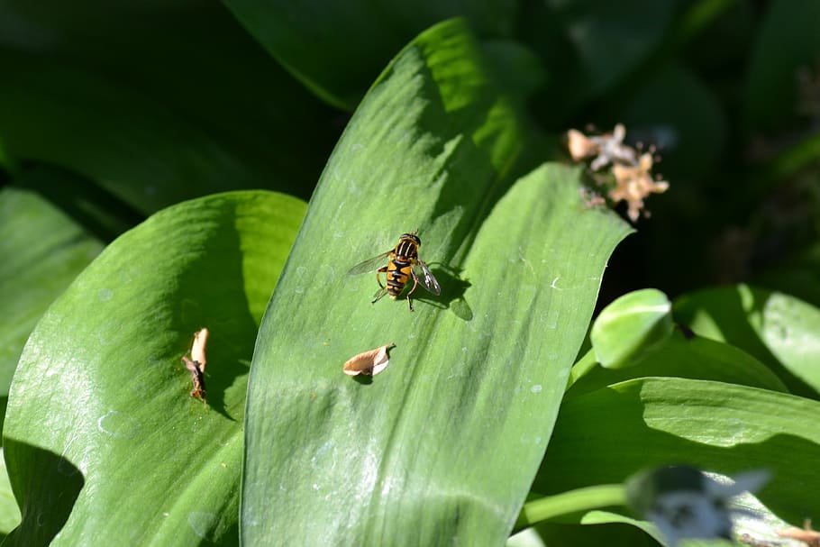 hover fly, leaf, garlic, wild, close-up, nature, plant, insect HD wallpaper