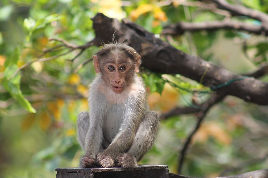 monkey, animal, asia, primate, animal wildlife, animals in the wild HD wallpaper