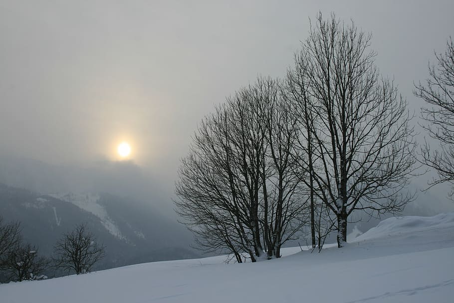 leafless tree covered with ice during daytime and fog, sunset HD wallpaper
