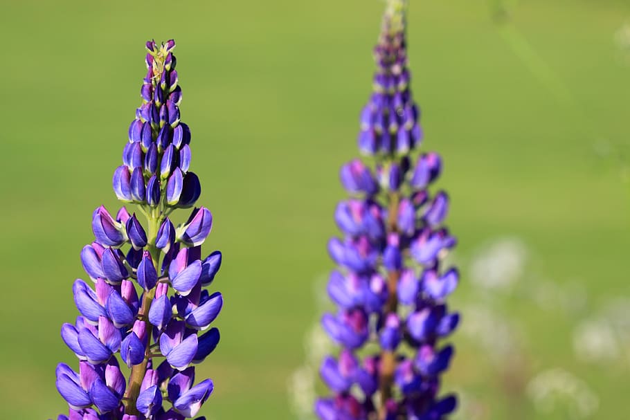 closeup photo of purple petaled flower, flowers, beautiful HD wallpaper