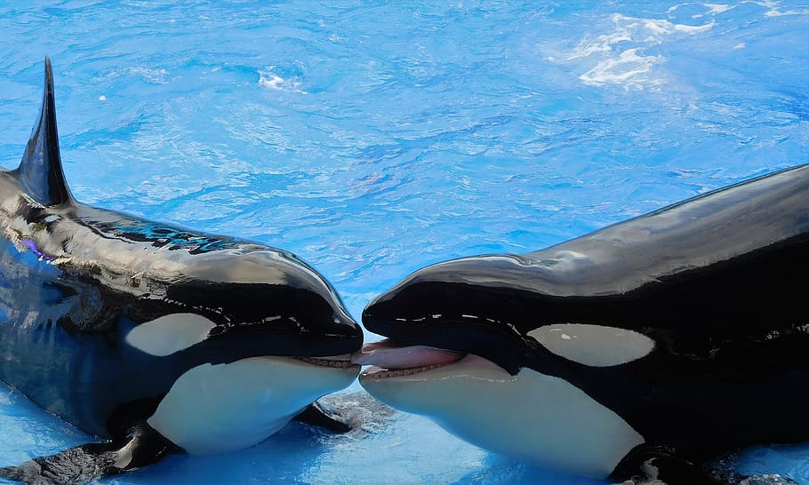 two black-and-white orcas on top of water, whales, killer whales