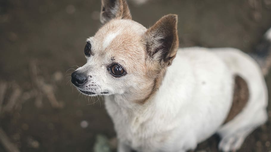 selective focus photography of dog, selective focus photography of short-coated dog HD wallpaper