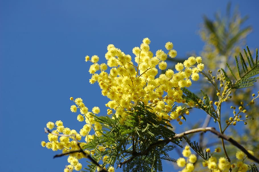 yellow flowers, mimosa, spring, plant, flowering plant, growth HD wallpaper